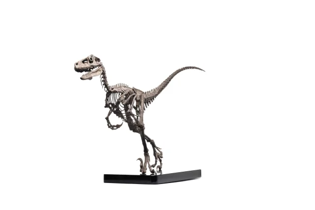 Produktbild zu Jurassic Park - Elite Creature Collectibles - Raptor Skeleton Bronze
